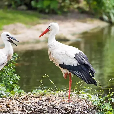 Mobil 5pers Proche Europa Park Dans 3étoiles