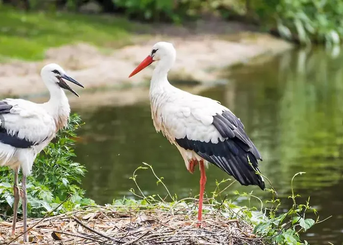 Mobil 5pers Proche Europa Park Dans 3etoiles